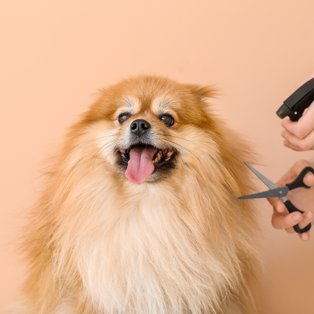 At-home pet grooming – Drizz