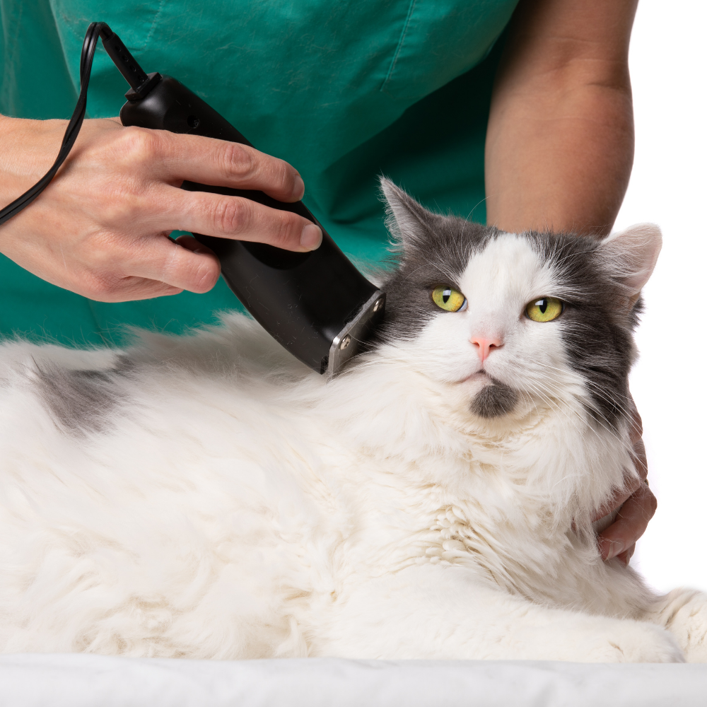 At-Home Cat Grooming at Lowest Prices - Drizz