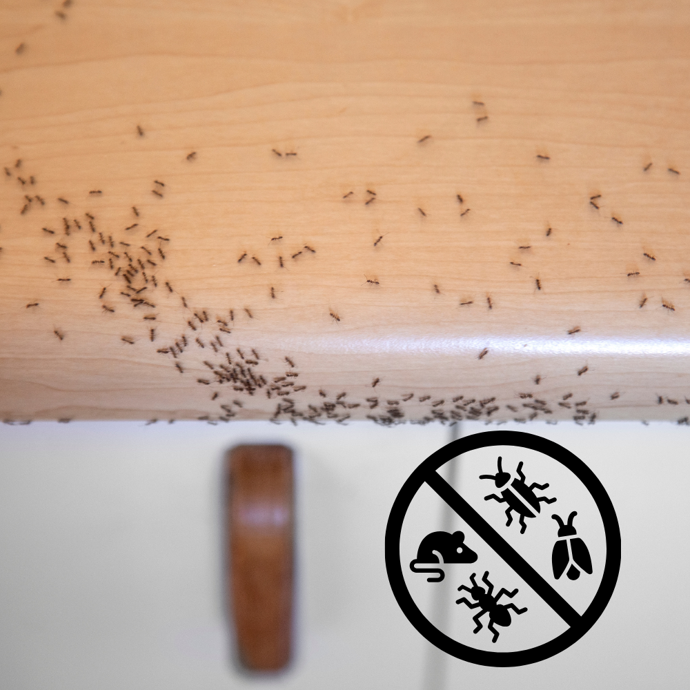 Pest Control at Lowest Prices - Drizz