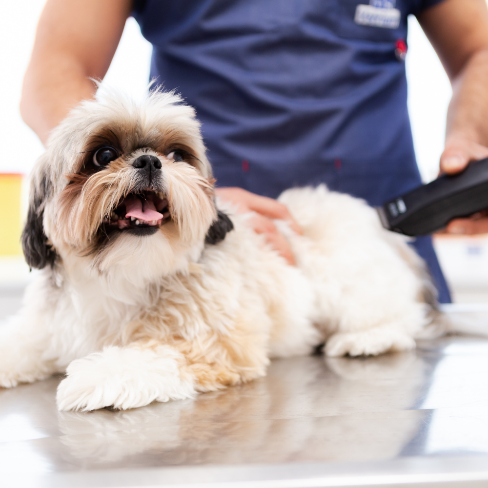 At-Home Dog Grooming Service - Drizz